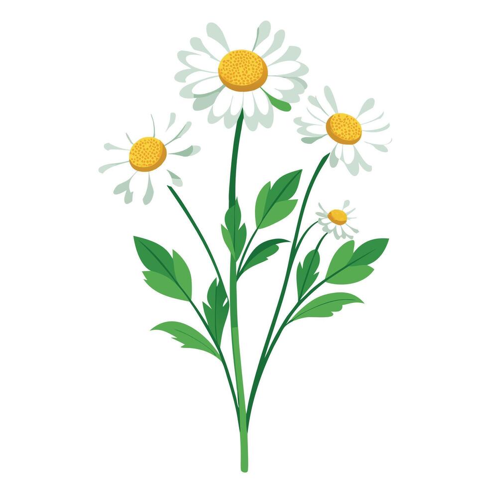 Botanical Illustration of a Wildflower Plant in Full Bloom with Green Leaves and Stems vector