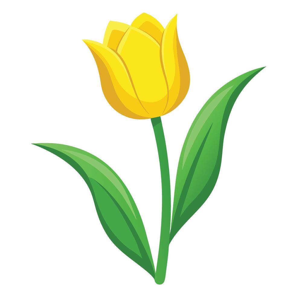 Botanical Illustration of a Yellow Tulip Plant in Full Bloom with Green Leaves and Stems vector