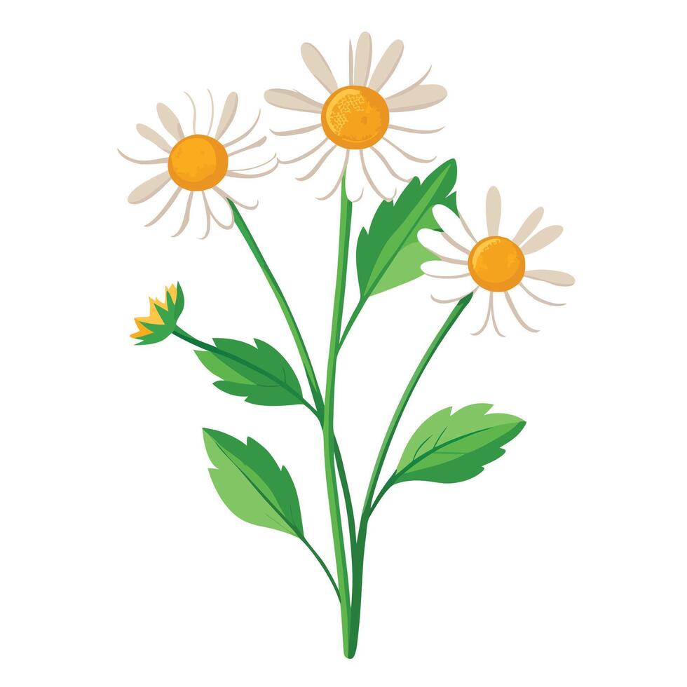 Beautiful Wildflower Plant with Delicate Flowers and Leaves vector