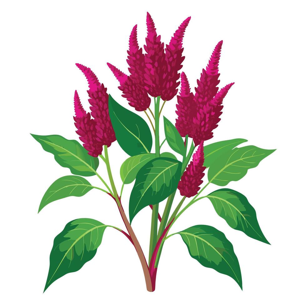 Detailed Illustration of an Amaranth Plant with White Petals and Long Stems vector