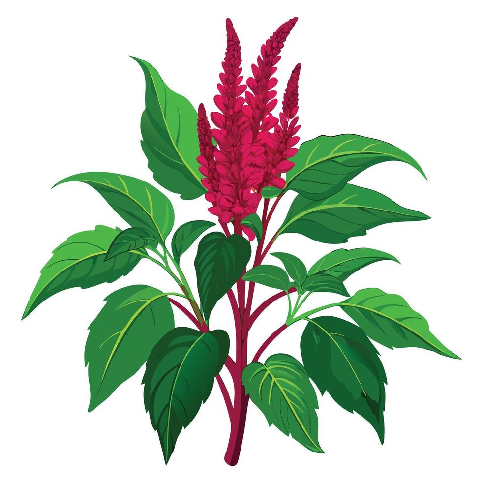 Amaranth Plant with Pink Flowers and Green Leaves in a Garden Setting vector