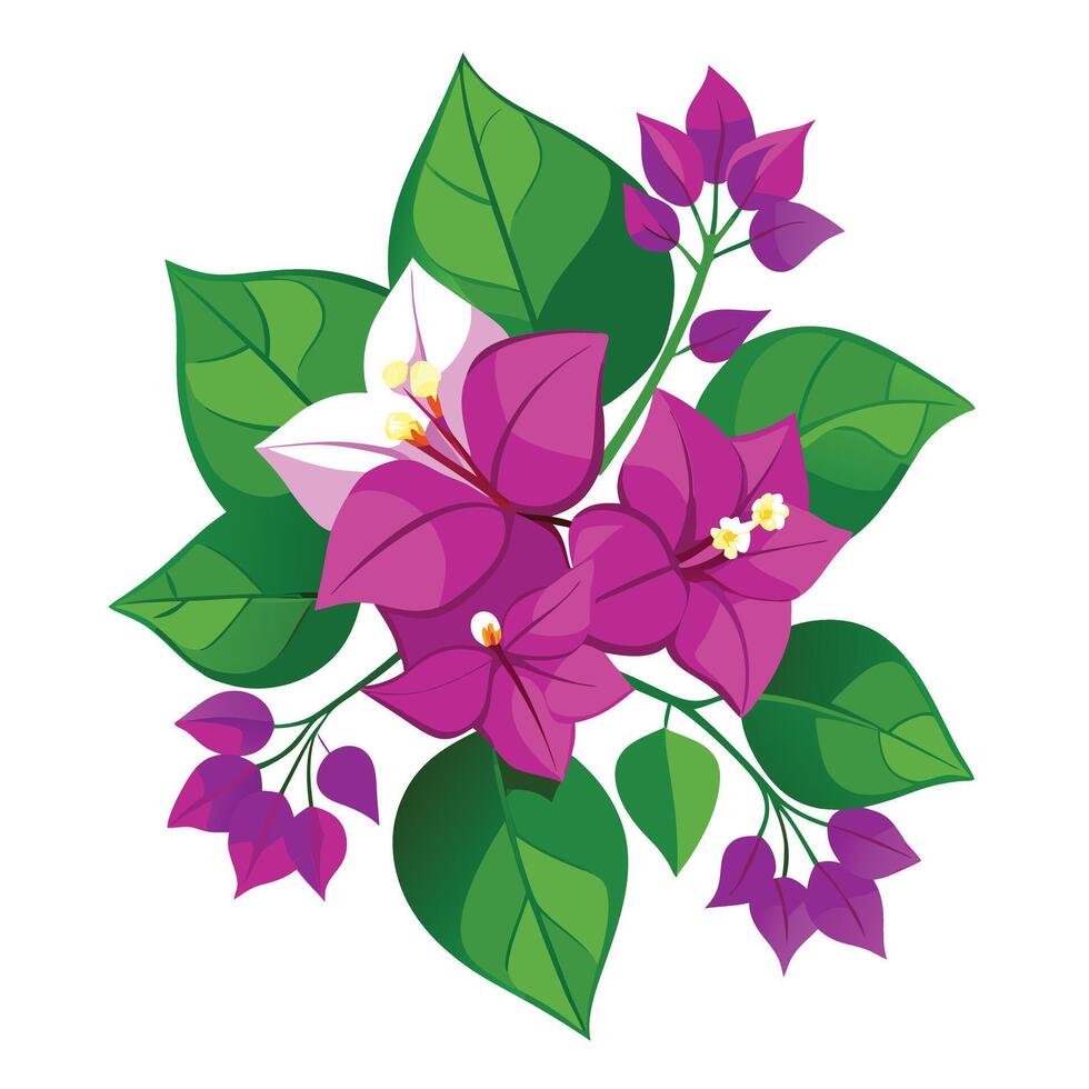 Vibrant Bougainvillea Flower with Brightly Colored Flowers and Leaves in a Natural Setting vector