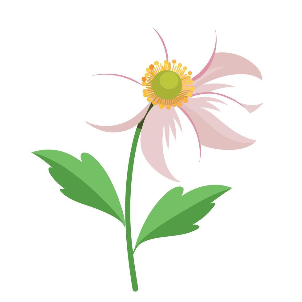 Beautiful Japanese Windflower with Delicate Flowers and Leaves vector