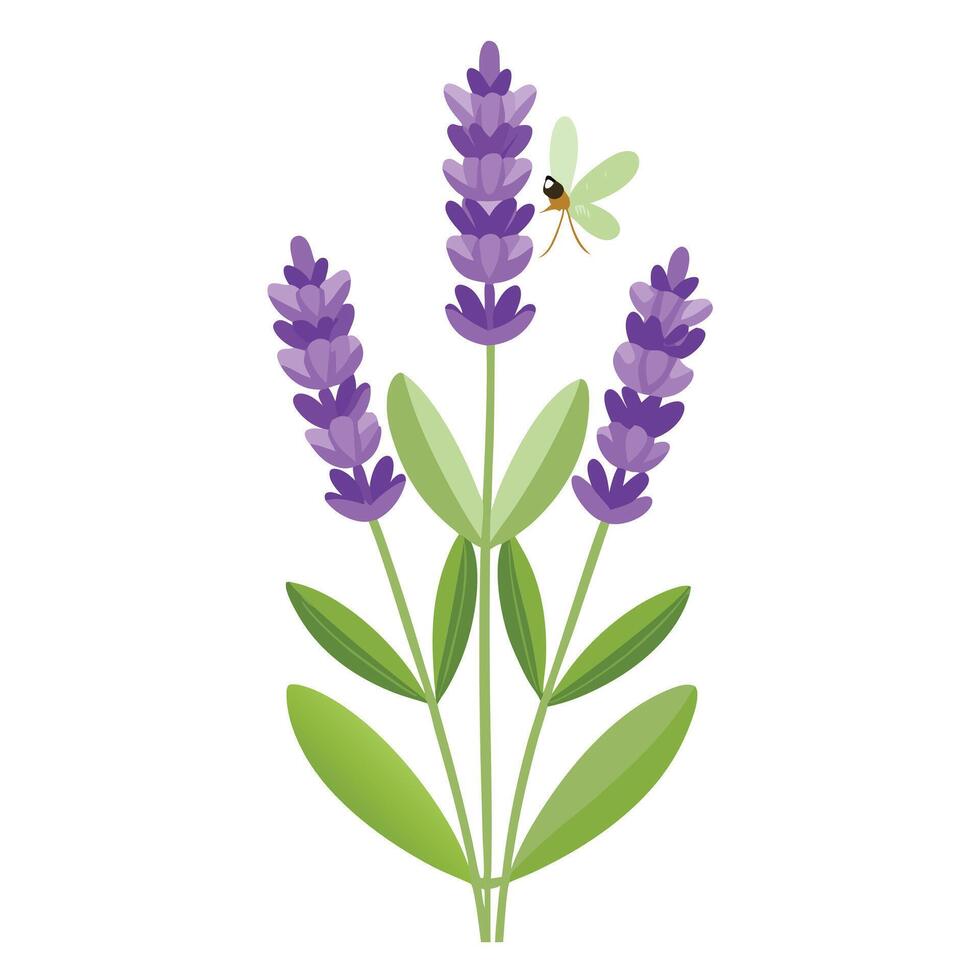 Botanical Rendering of a Lavender Plant in Full Bloom with Green Leaves and Stems vector