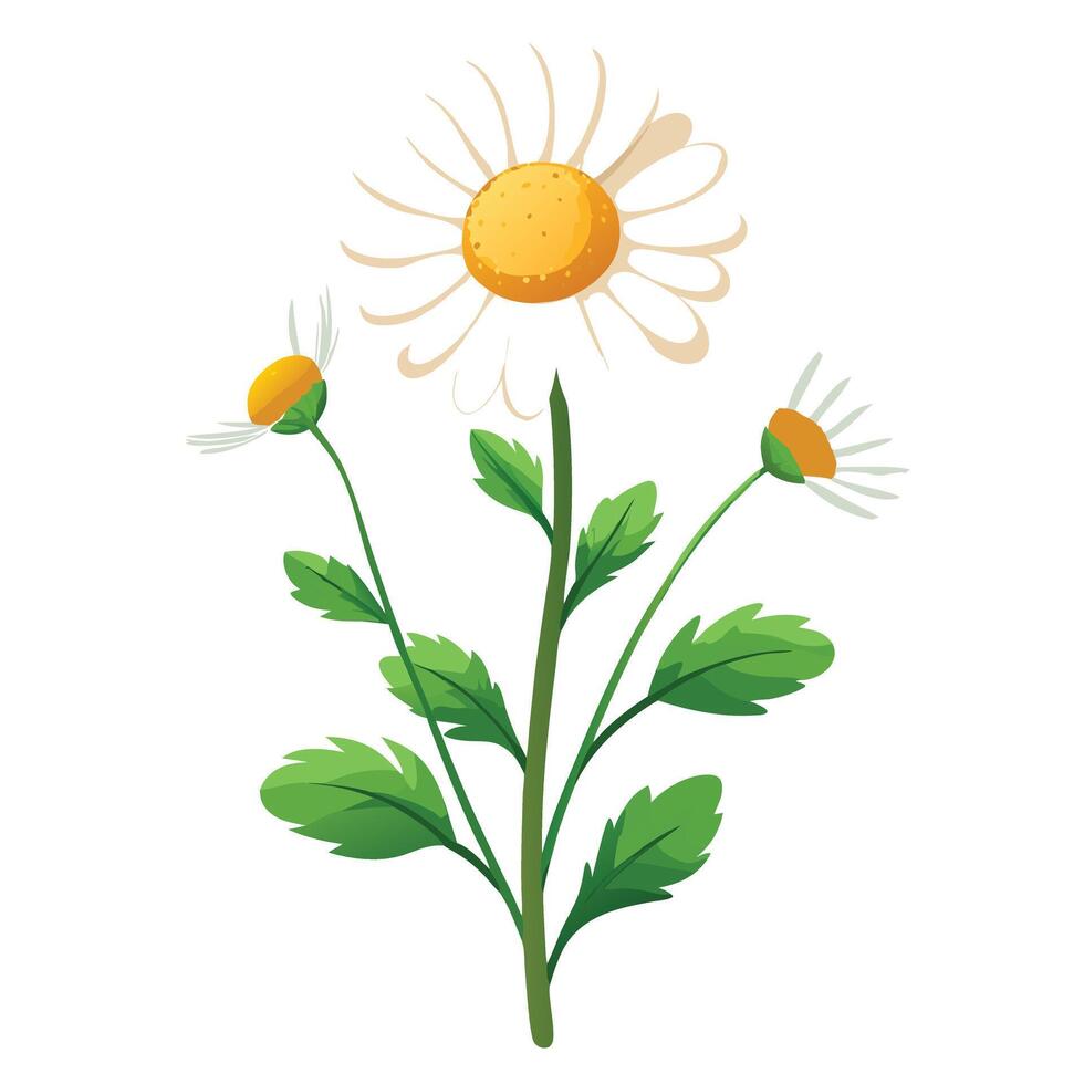 Detailed Illustration of a Chamomile Plant with Pink Petals and Long Stems vector