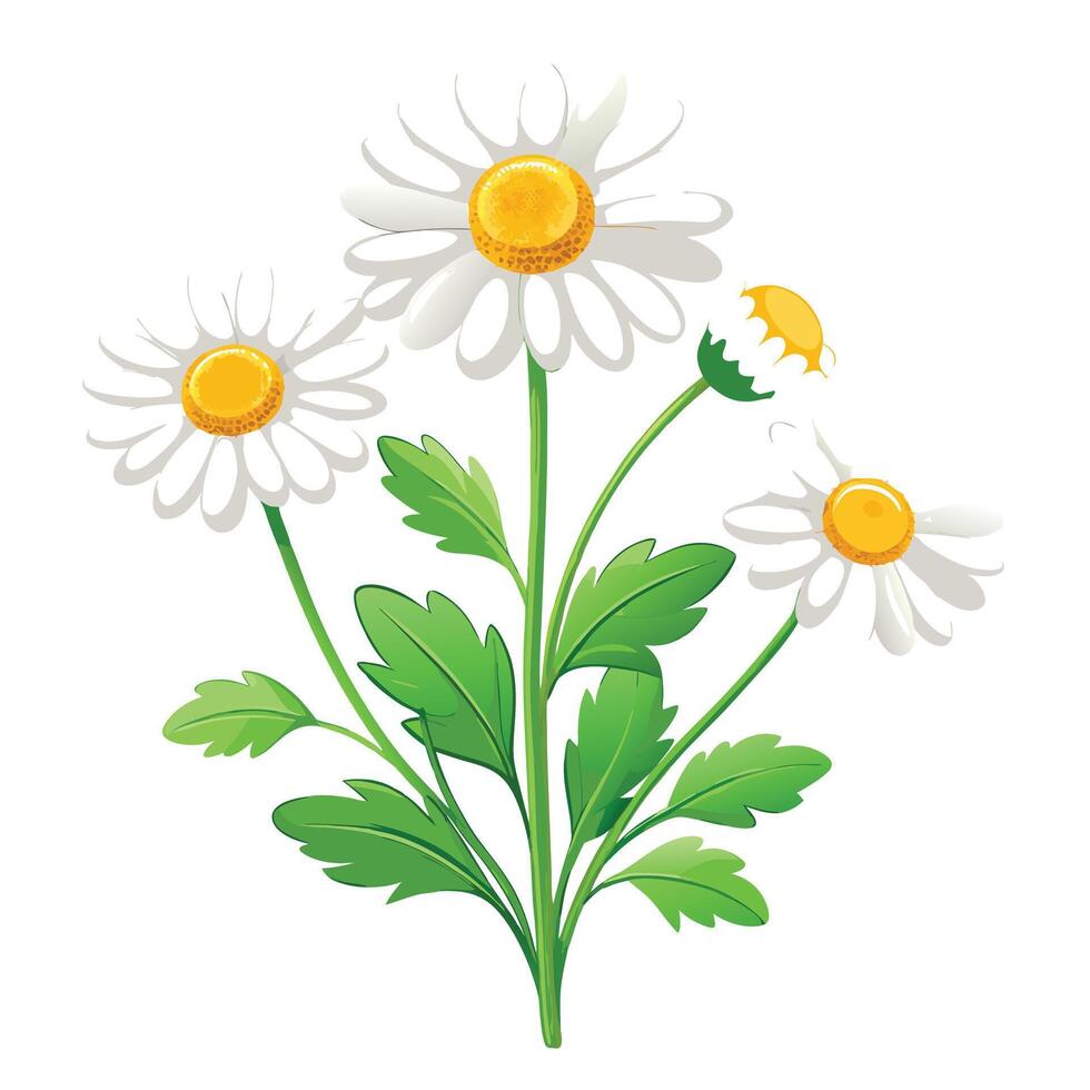 Chamomile Plant with Yellow Flowers and Green Leaves in a Garden Setting vector