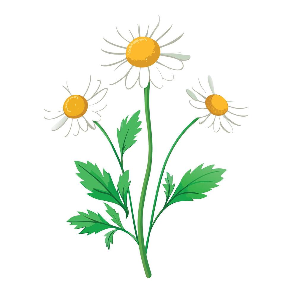 Chamomile Plant with Purple Flowers and Green Leaves in a Garden Setting vector