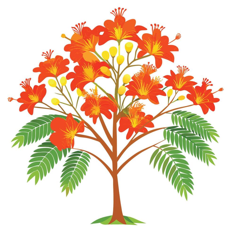 Flame Tree with Pink Flowers and Green Leaves in a Garden Setting vector