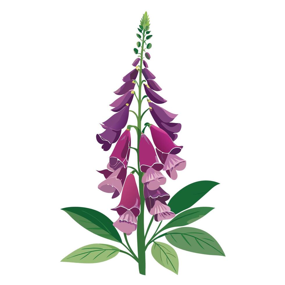 Foxglove Plant with Pink Flowers and Green Leaves in a Garden Setting vector