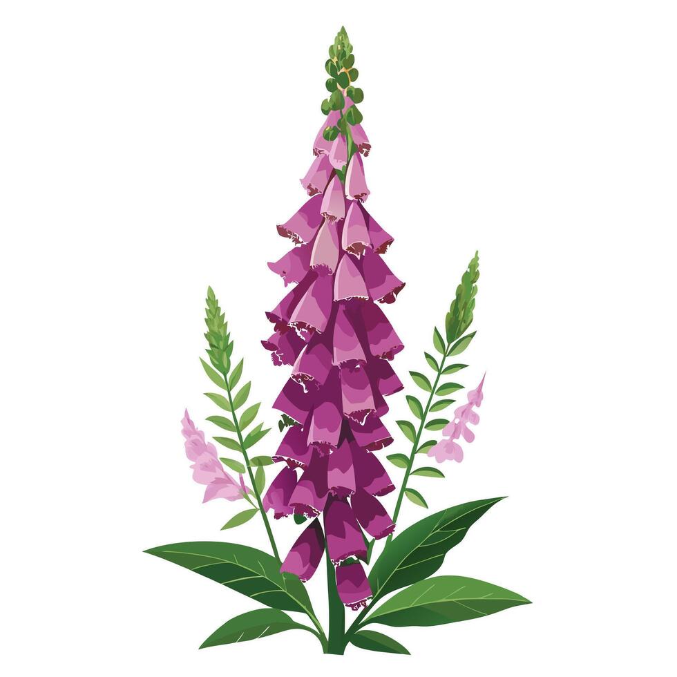 Detailed Illustration of a Foxglove Plant with White Petals and Long Stems vector
