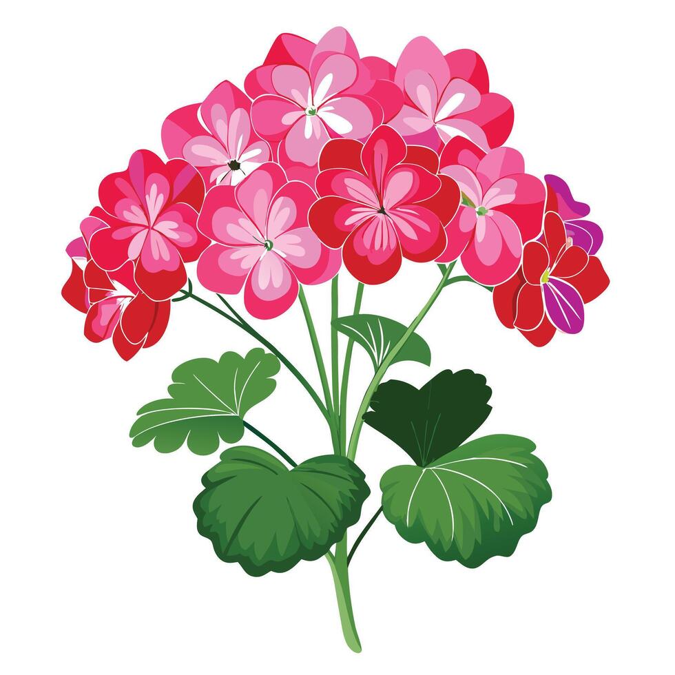 Detailed Illustration of a Geranium Plant with White Petals and Long Stems vector