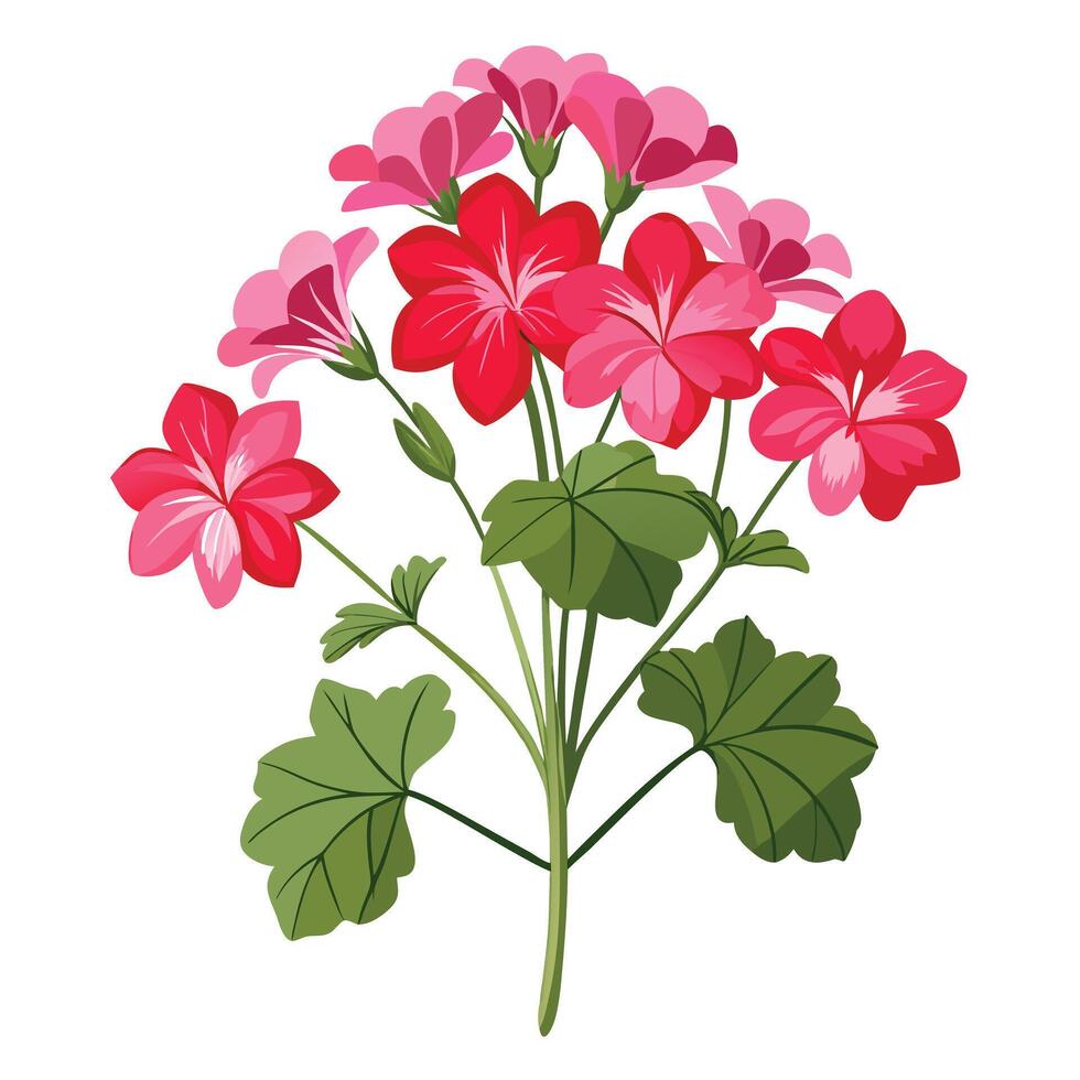 Geranium Plant with Purple Flowers and Green Leaves in a Garden Setting vector