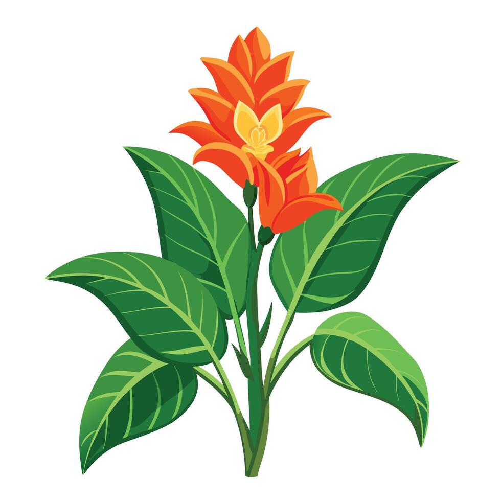 Detailed Illustration of a Ginger Lily Plant with Pink Petals and Long Stems vector