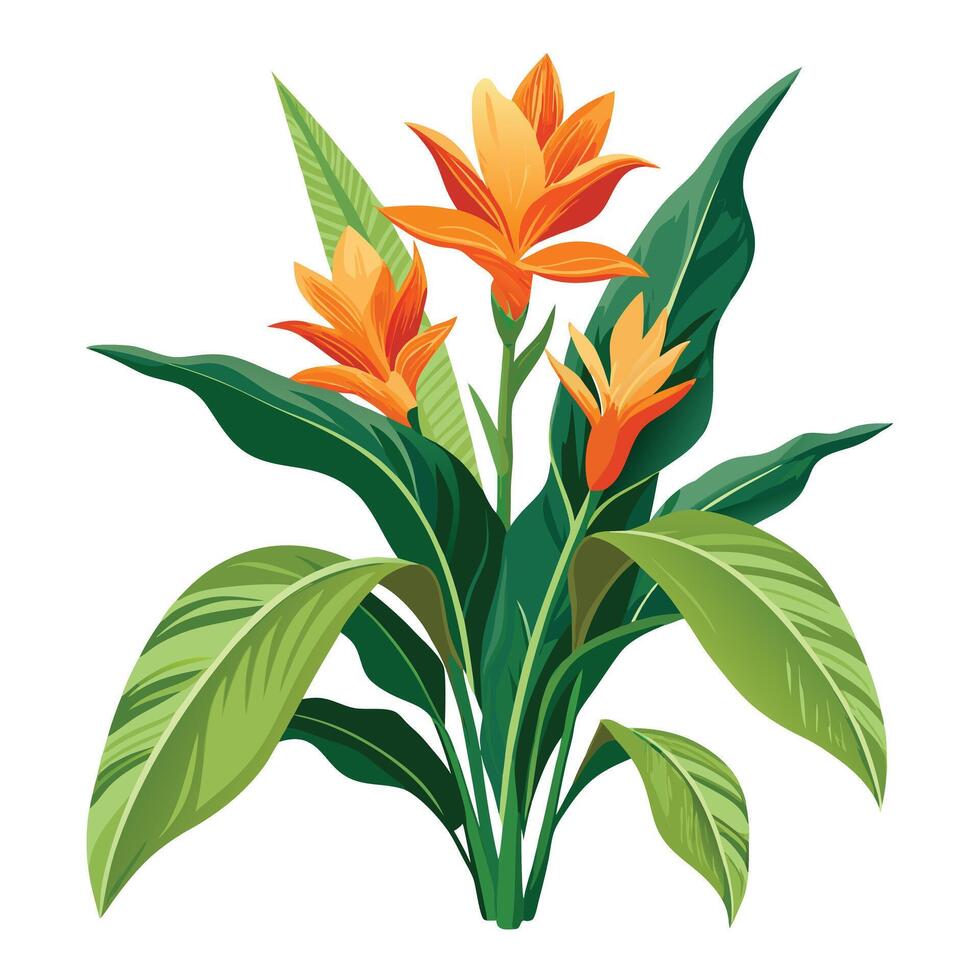 Beautiful Ginger Lily Plant with Fragrant White Flowers and Green Leaves vector