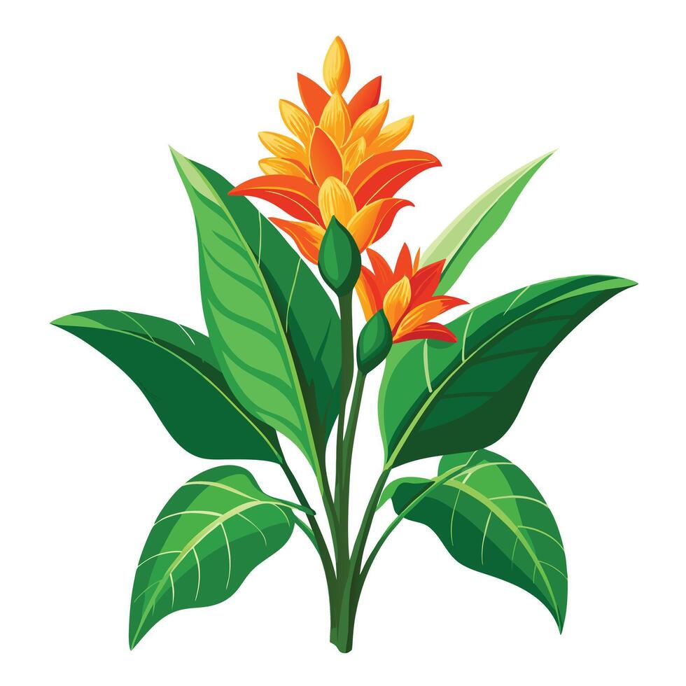 Ginger Lily Plant with Yellow Flowers and Green Leaves in a Garden Setting vector
