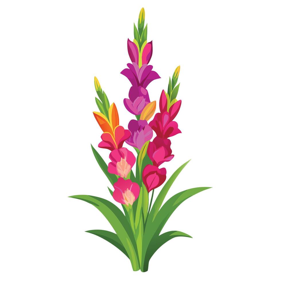 Gladiolus Plant with Pink Flowers and Green Leaves in a Garden Setting vector