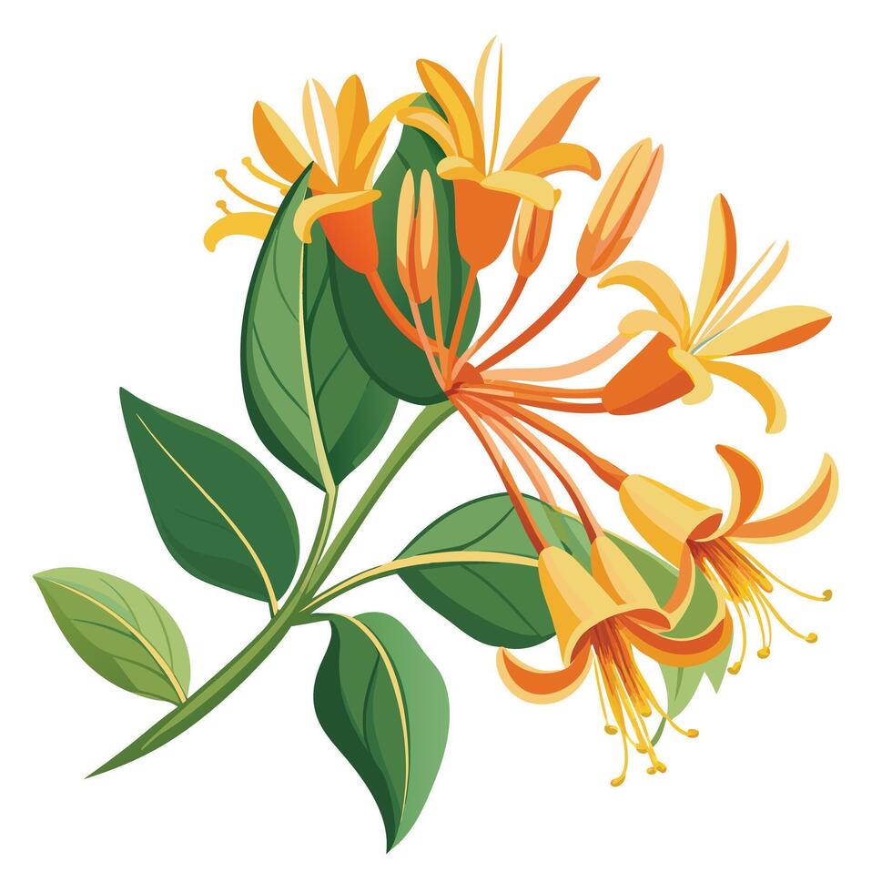 Detailed Illustration of a Honeysuckle Flower with Pink Petals and Long Stems vector