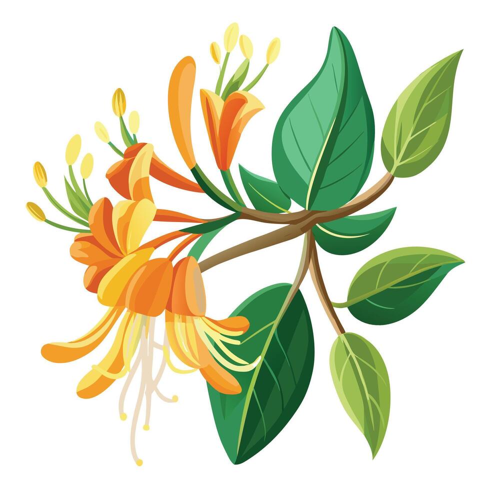 Honeysuckle Flower with Yellow Flowers and Green Leaves in a Garden Setting vector