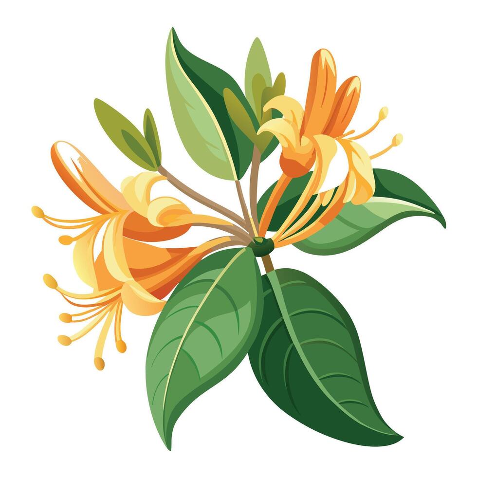 Honeysuckle Flower with Purple Flowers and Green Leaves in a Garden Setting vector