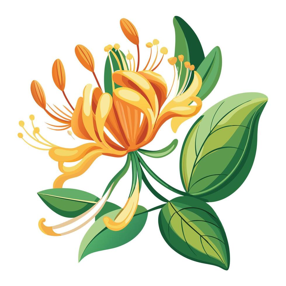 Beautiful Honeysuckle Flower with Fragrant White Flowers and Green Leaves vector