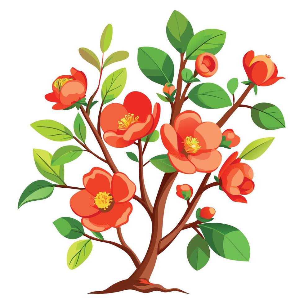 Japanese Quince Plant with Yellow Flowers and Green Leaves in a Garden Setting vector