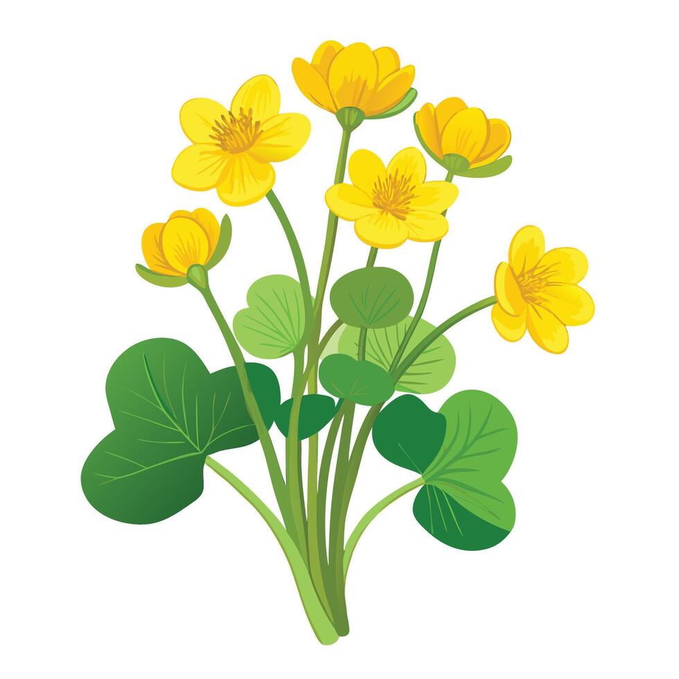 Beautiful Marsh Marigold Plant with Bright Yellow Flowers and Green Leaves vector
