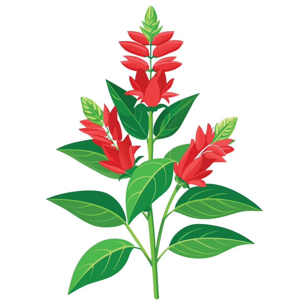 Detailed Illustration of a Pineapple Sage Plant with White Petals and Long Stems vector