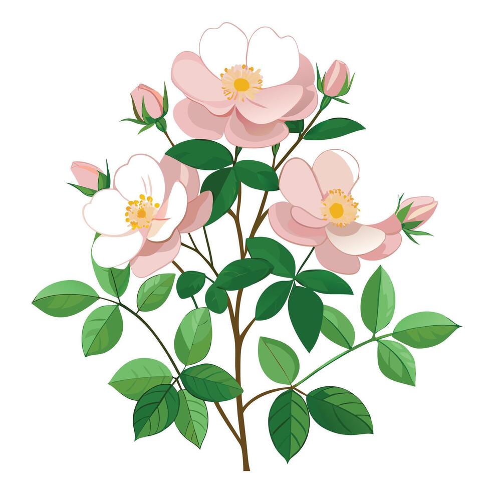 Botanical Rendering of a Wild Rose Plant in Full Bloom with Green Leaves and Stems vector