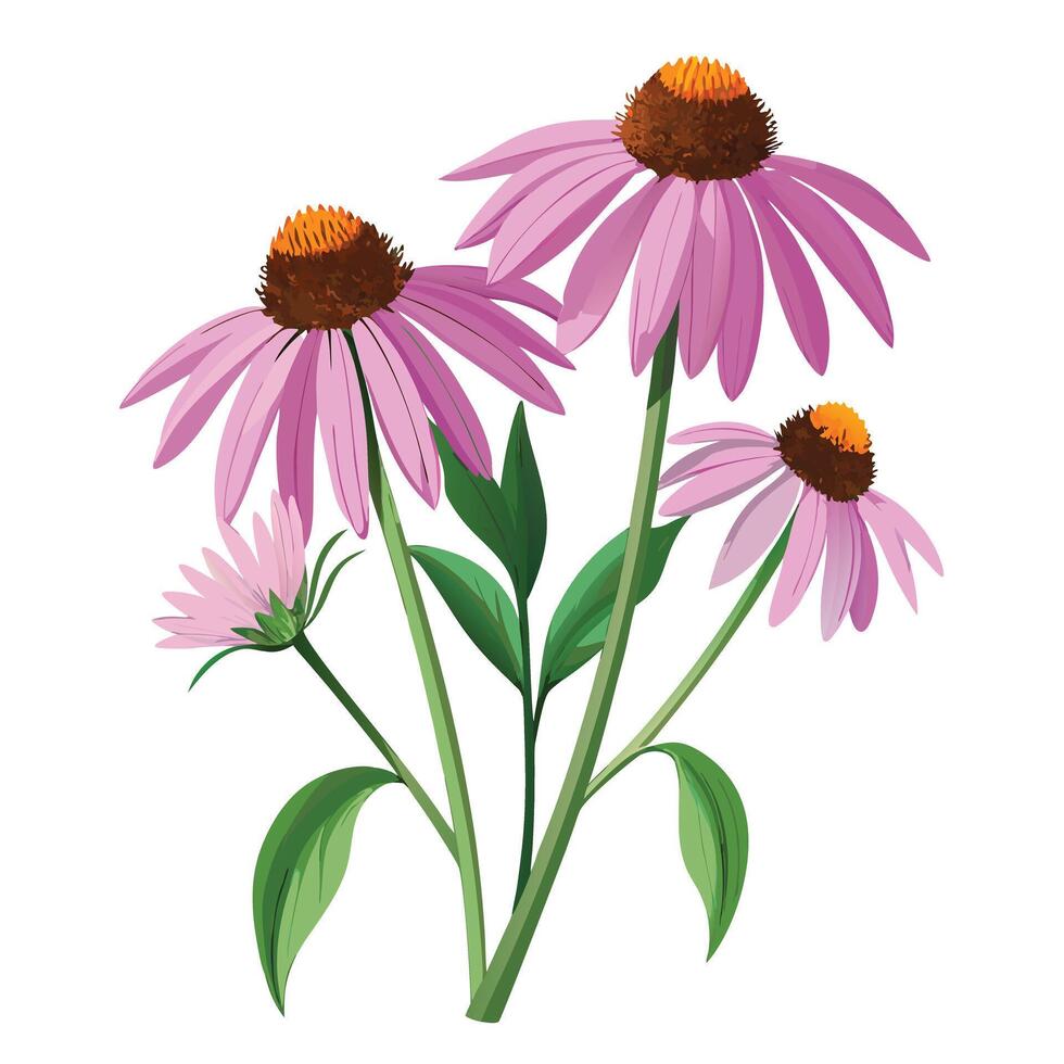 Detailed Illustration of an Echinacea Plant with White Petals and Long Stems vector