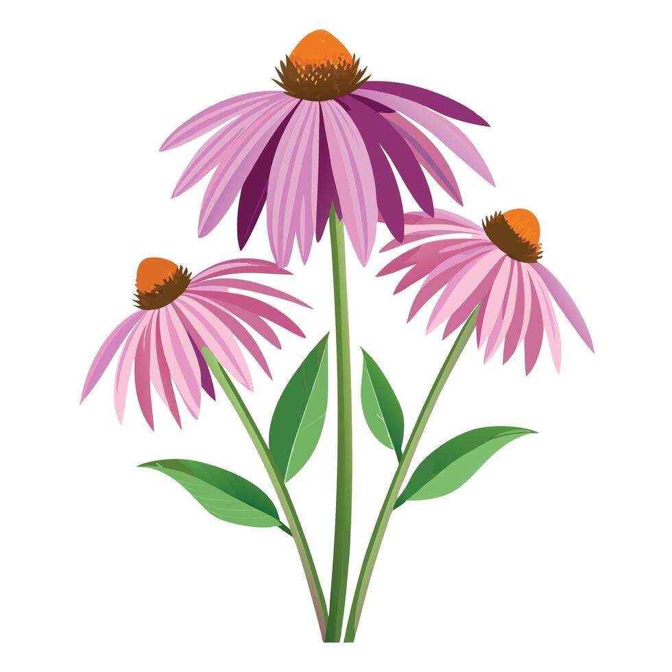 Echinacea Plant with Pink Flowers and Green Leaves in a Garden Setting vector
