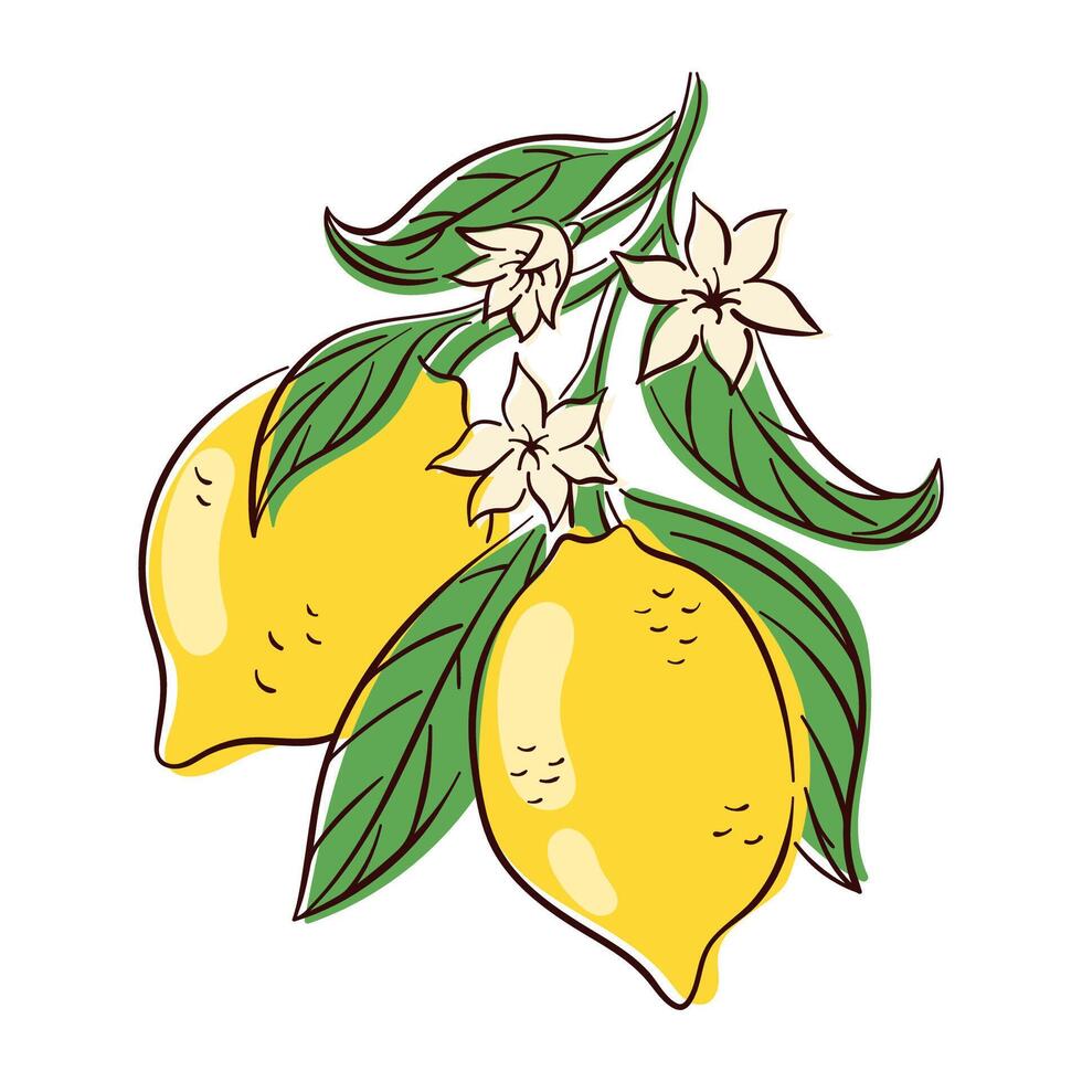 Fresh lemons with green leaves and white flowers in flat style isolated on white background. Perfect for summer, food packaging or botanical design. vector