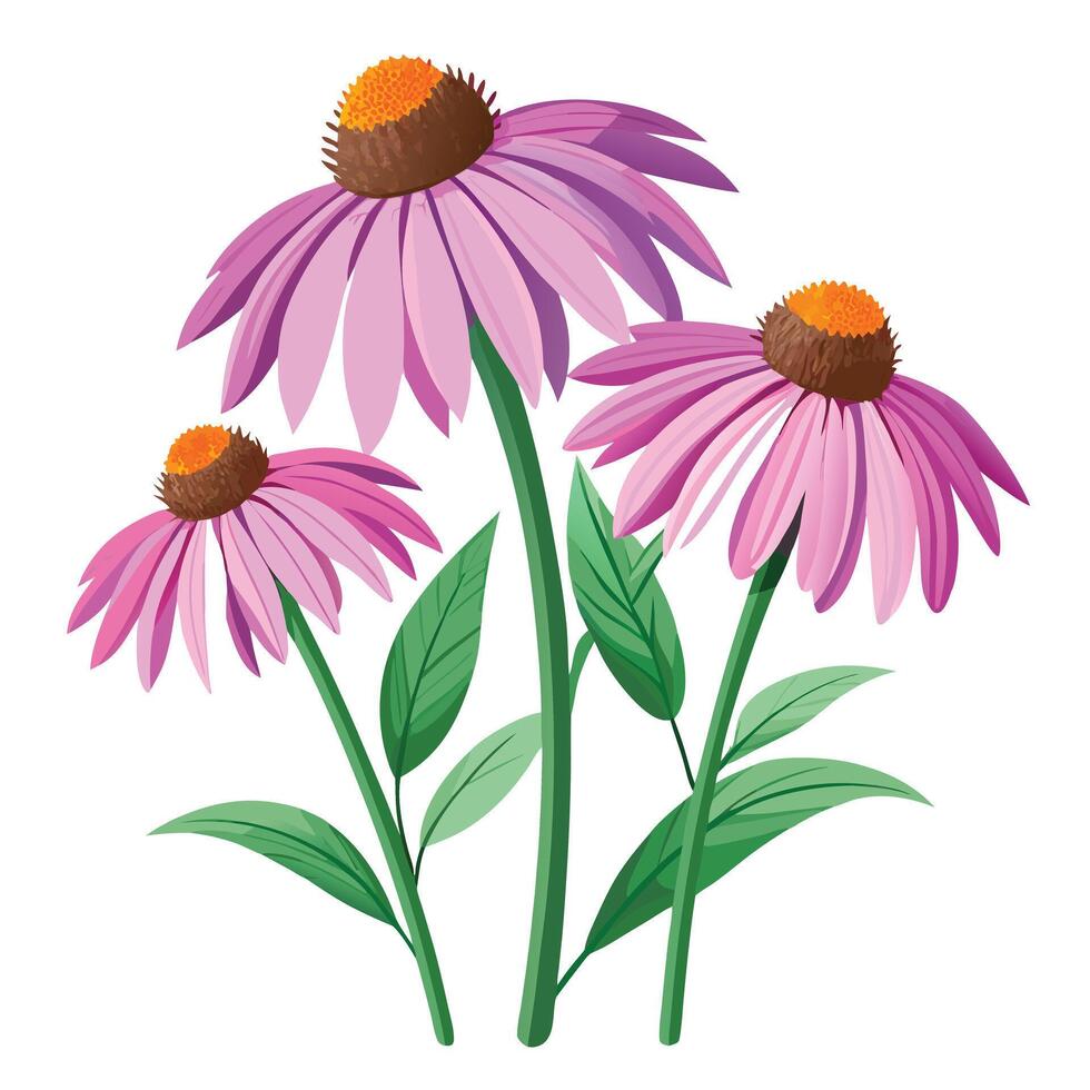 Echinacea Plant with Yellow Flowers and Green Leaves in a Garden Setting vector