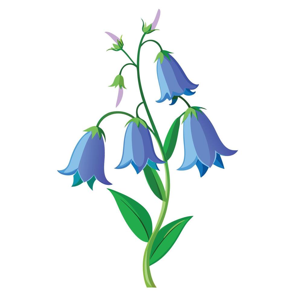 Botanical Rendering of a Bellflower Plant in Full Bloom with Green Leaves and Stems vector