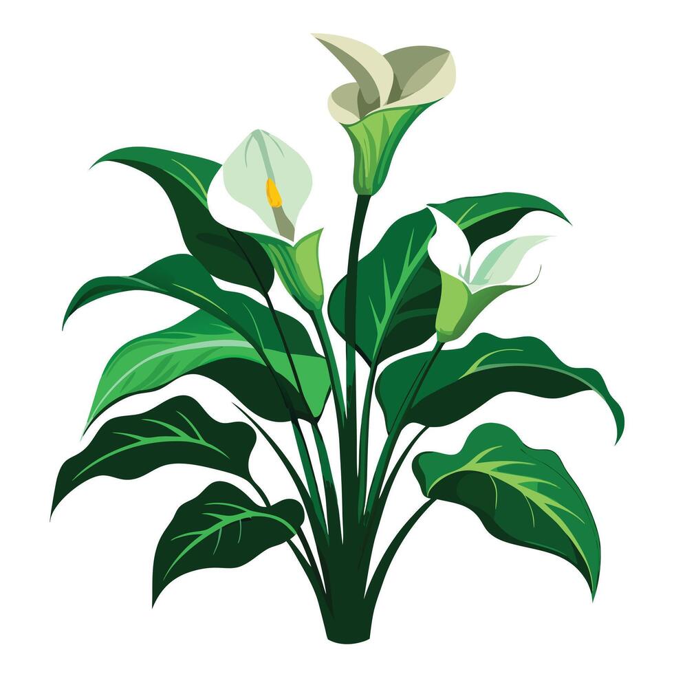 Vibrant Calla Lily Plant with Delicate Flowers and Leaves in a Natural Setting vector