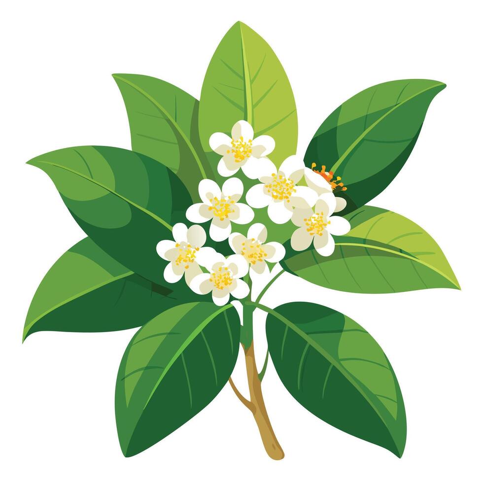 Botanical Rendering of a Camphor Tree Flower in Full Bloom with Green Leaves and Stems vector