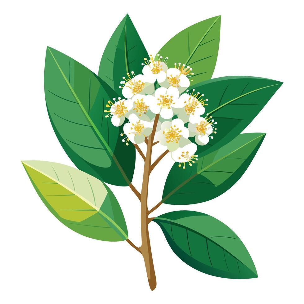 Vibrant Camphor Tree Flower with Brightly Colored Flowers and Leaves in a Natural Setting vector