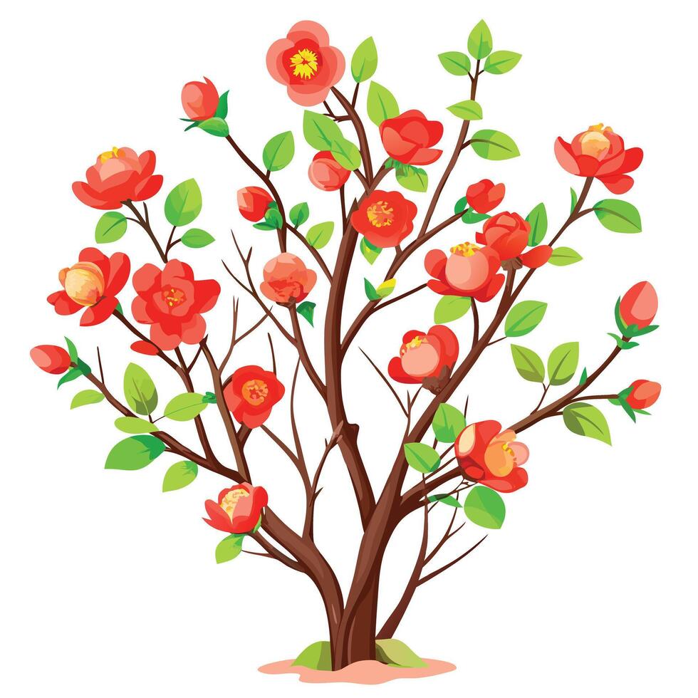 Botanical Rendering of a Flowering Quince Bush in Full Bloom with Green Leaves and Stems vector