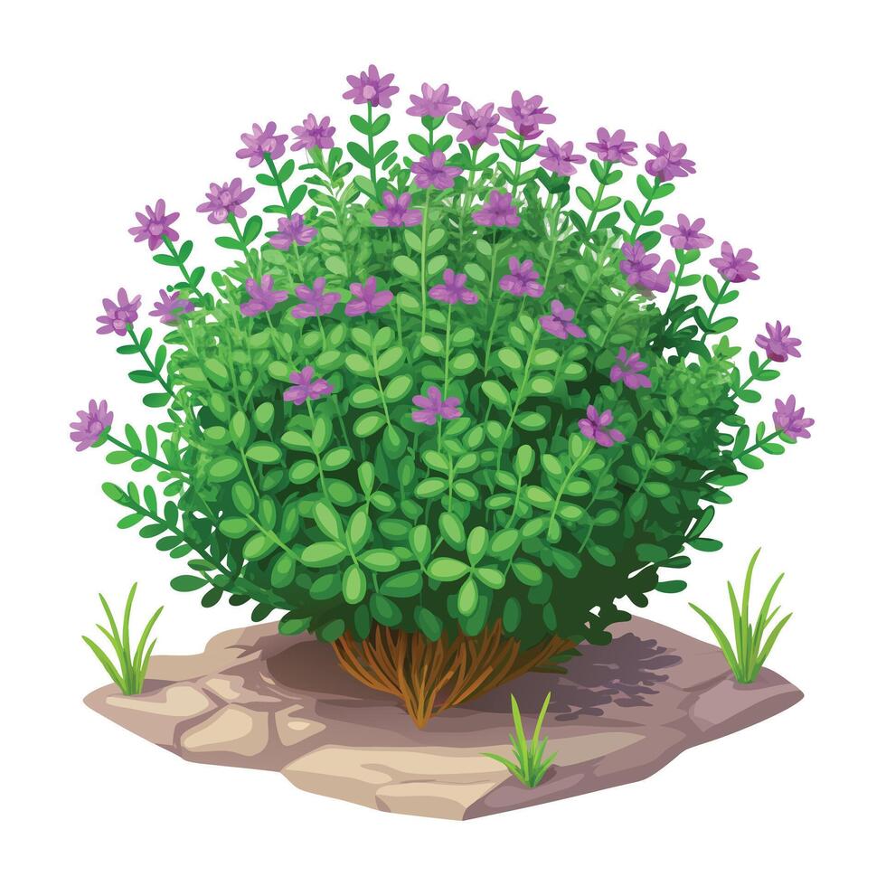 Botanical Rendering of a Creeping Thyme Plant in Full Bloom with Green Leaves and Stems vector