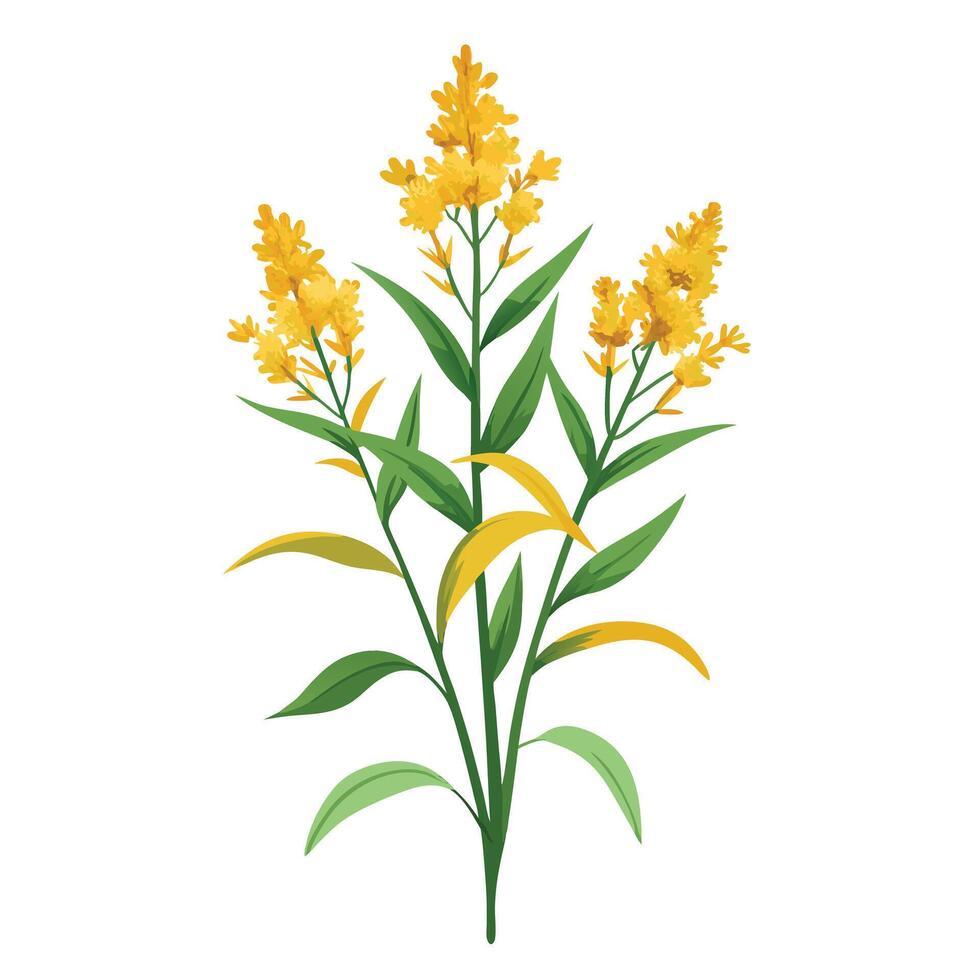 Botanical Rendering of a Goldenrod Plant in Full Bloom with Green Leaves and Stems vector