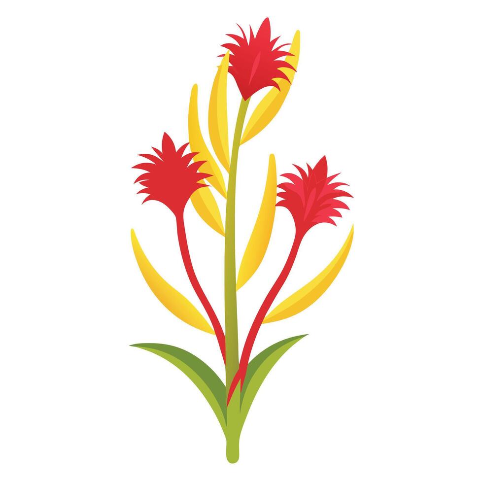Botanical Rendering of a Kangaroo Paw Flower in Full Bloom with Green Leaves and Stems vector