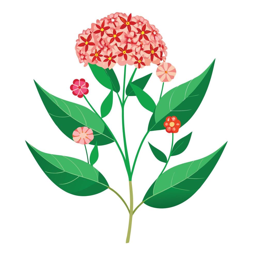 Vibrant Milkweed Plant with Brightly Colored Flowers and Leaves in a Natural Setting vector