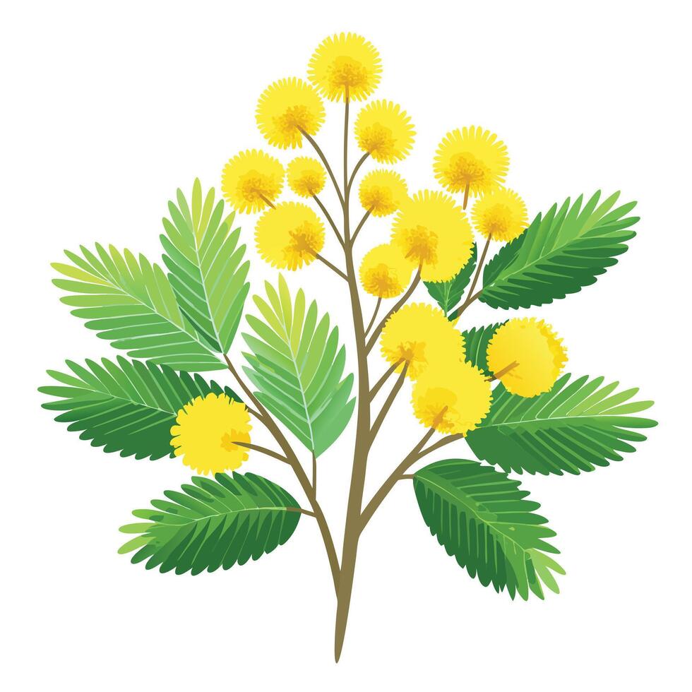 Botanical Rendering of a Mimosa Plant in Full Bloom with Green Leaves and Stems vector