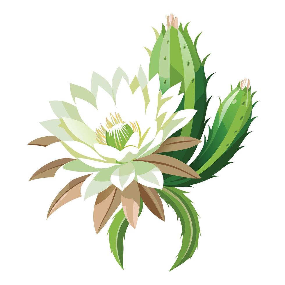 Beautiful Queen of the Night Cactus Flower with Large White Flowers and Green Leaves vector