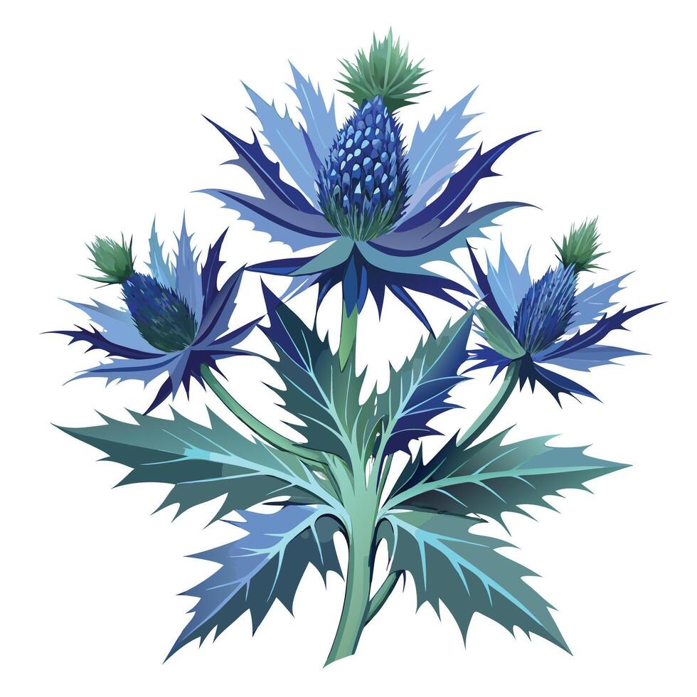 Beautiful Sea Holly Plant with Spiky Thistle-Like Flowers and Green Leaves vector