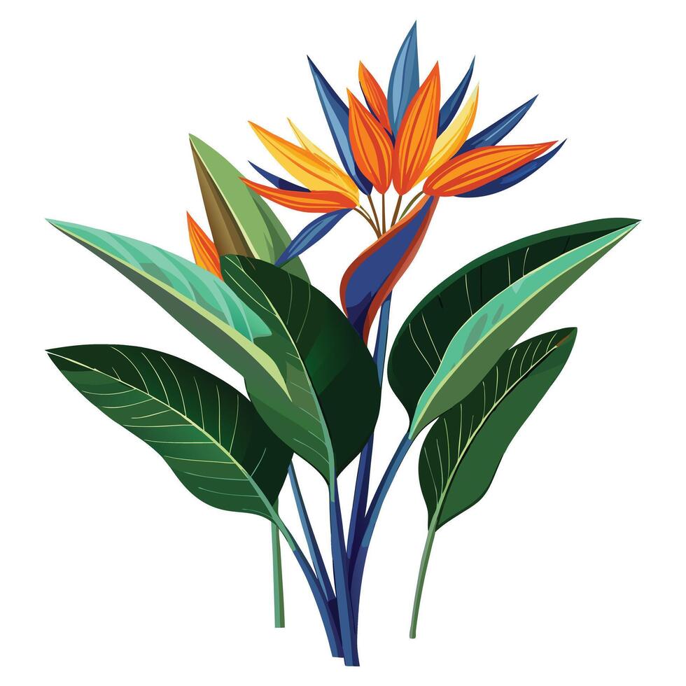 Beautiful Strelitzia Plant with Unique Orange Flowers and Green Leaves vector