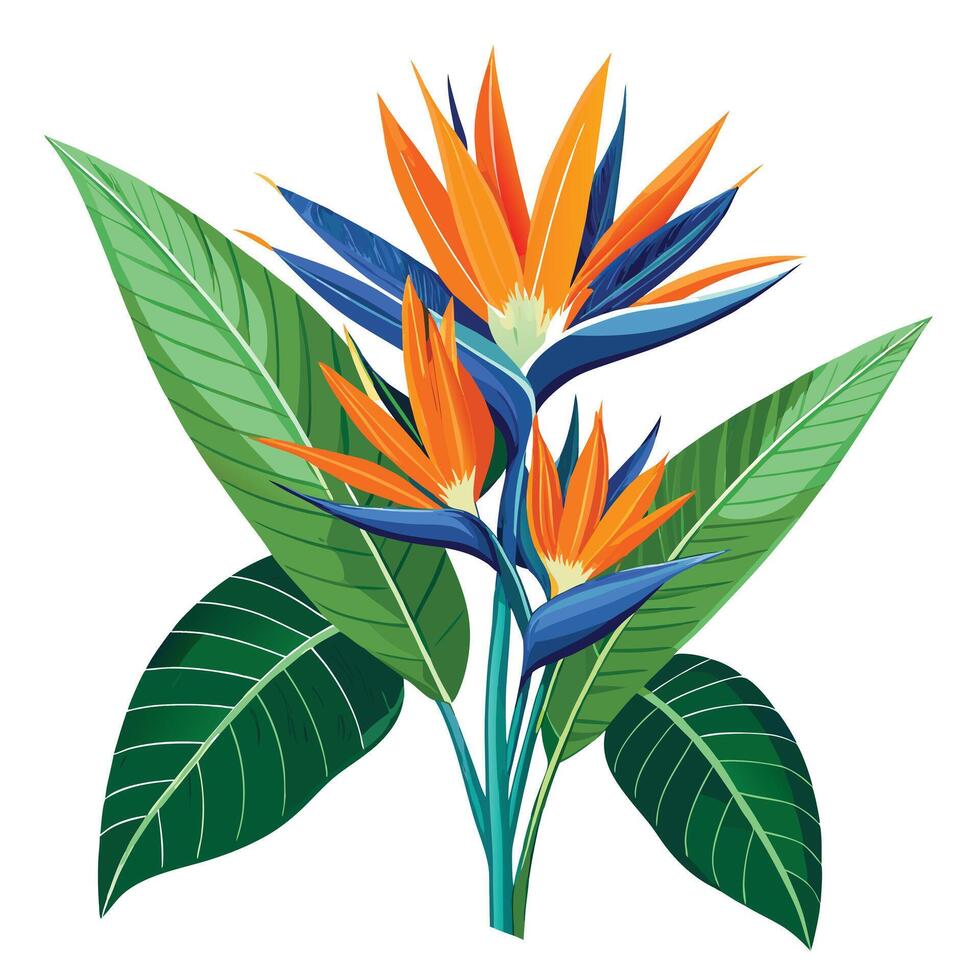 Detailed Illustration of a Strelitzia Plant with White Petals and Long Stems vector