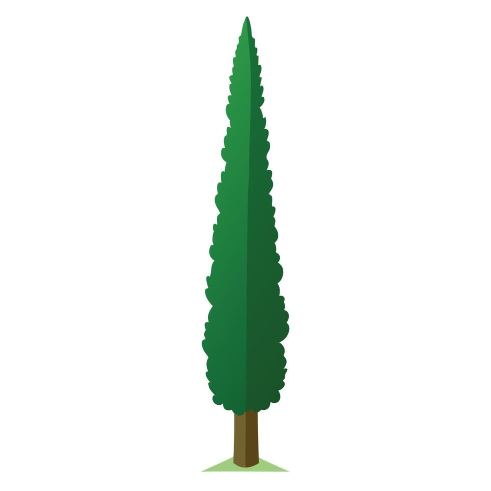 Botanical Elegant Cypress Tree with Green Leaves and Trunk in a Natural Setting vector