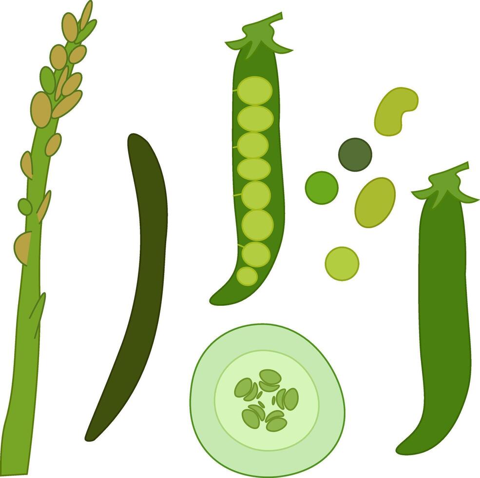 Asparagus, beans, peas, pea pods, cucumber slice isolated illustration. Set of illustration on a white background. for package, kitchen design, fabric and textile. Eat green vector