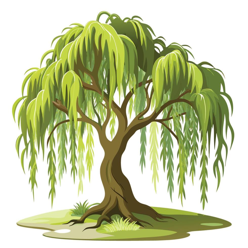 Creative illustration of a weeping willow tree with its characteristic drooping branches vector