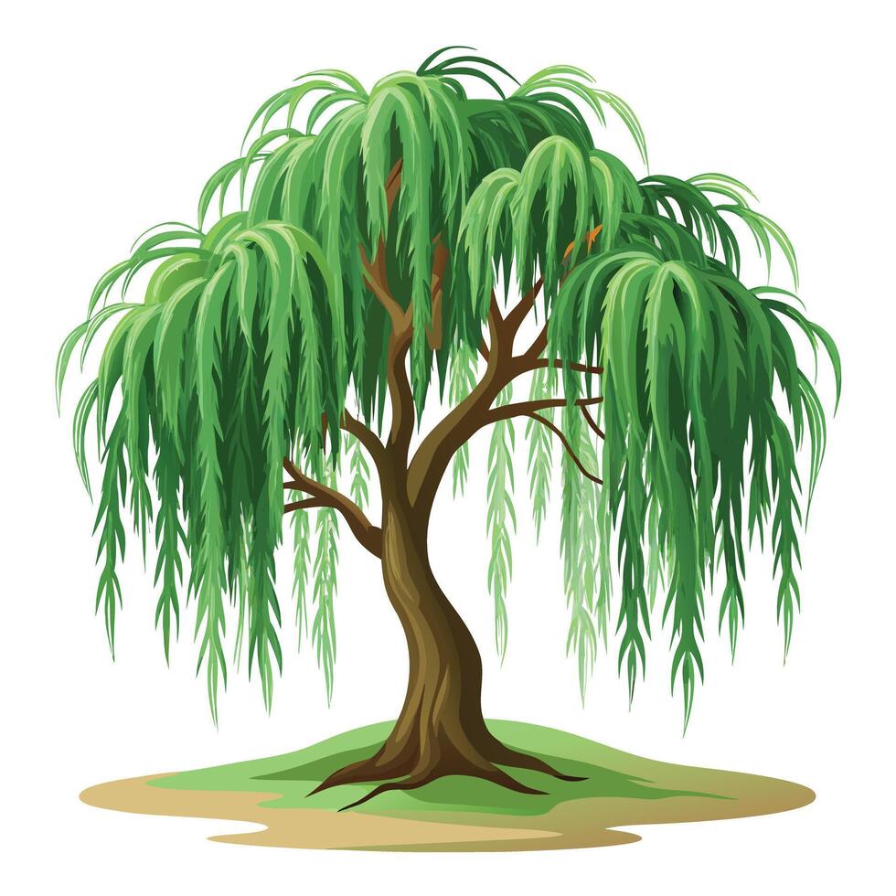 Weeping Willow Beautiful Design vector